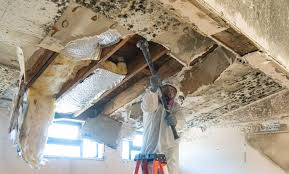 Best Mold Remediation for Rental Properties  in USA